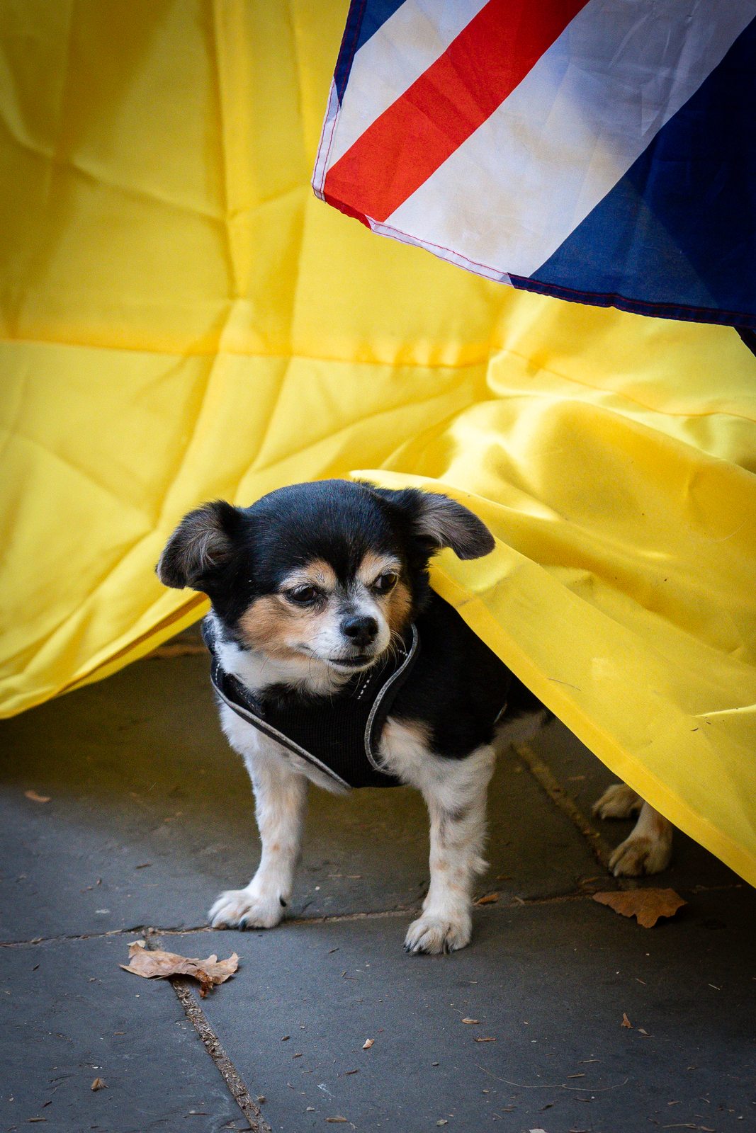Ukraine Independence Day in London